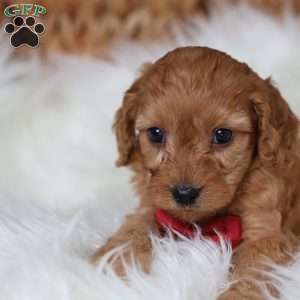 Rusty, Cavapoo Puppy